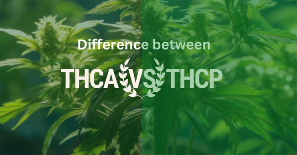 thca vs thcp