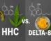 hhc vs delta 8