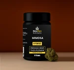 Mimosa - Image 3