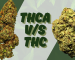 thca vs thc